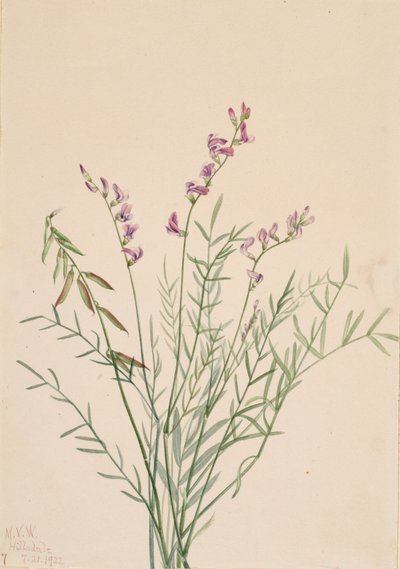 Burgess Milkvetch Astragalus bourgovii, 1922. alkotó: Mary Vaux Walcott