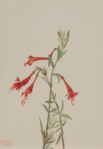 Kaliforniai Fuschia Zauschneria californica, 1936. alkotó: Mary Vaux Walcott