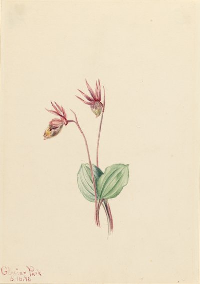 Calypso (Cytherea bulbosa) alkotó: Mary Vaux Walcott