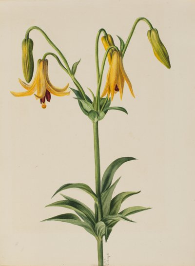 Kanada Liliom (Lilium canadense) alkotó: Mary Vaux Walcott