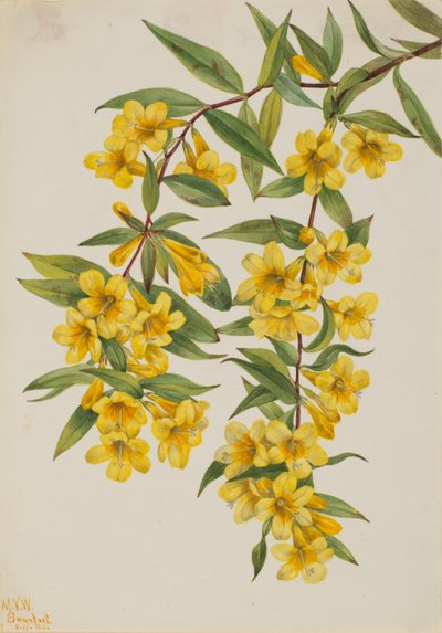 Carolina Jessamine (Gelsemium sempervirens) alkotó: Mary Vaux Walcott