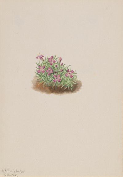 Pink Silene acaulis szőnyeg, 1905. alkotó: Mary Vaux Walcott