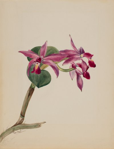Cattlaya superbus alkotó: Mary Vaux Walcott