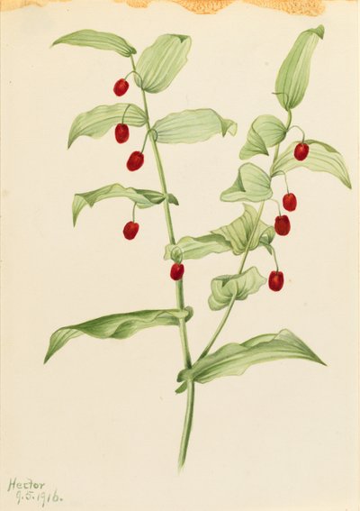Összekapaszkodó csavart szár (Streptopus amplexifolius) alkotó: Mary Vaux Walcott