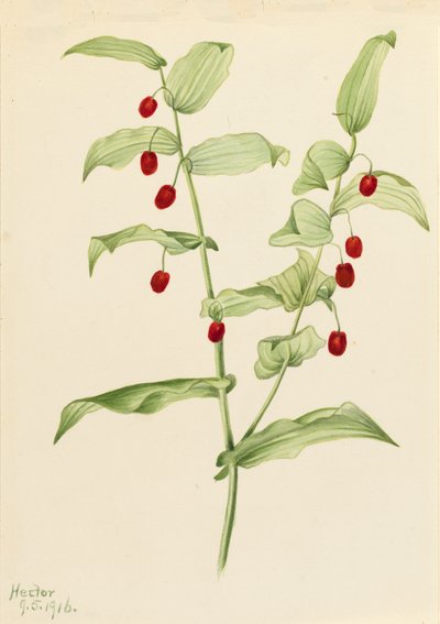 Összecsavart, csavart szárú Streptopus amplexifolius, 1916. alkotó: Mary Vaux Walcott