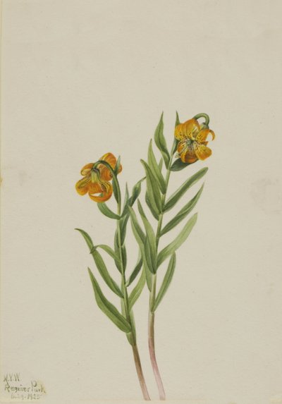Columbia Lily Lilium columbianum, 1925 alkotó: Mary Vaux Walcott
