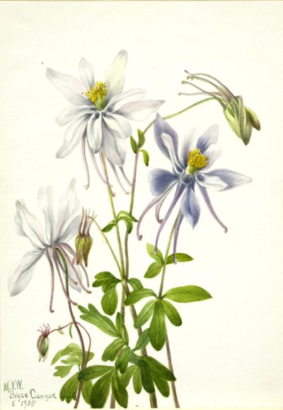Columbine (Aquilegia ecalcarata) alkotó: Mary Vaux Walcott