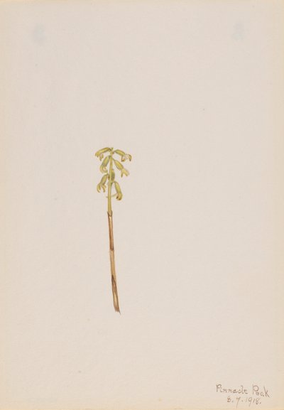 Corathorhiza corallorhiza alkotó: Mary Vaux Walcott