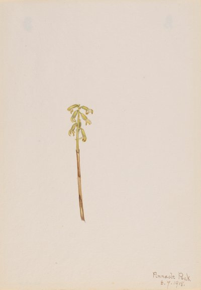 Corathorhiza corallorhiza, 1918. alkotó: Mary Vaux Walcott