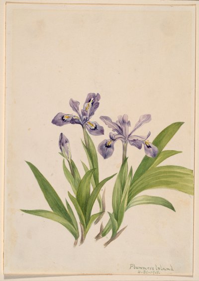 Gömbölyű írisz (Iris cristata) alkotó: Mary Vaux Walcott