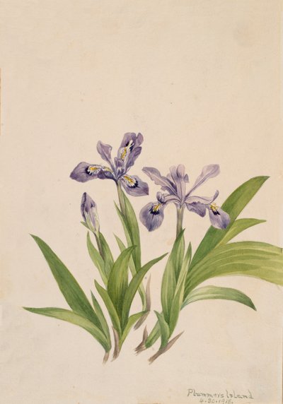 Címeres írisz írisz cristata, 1918. alkotó: Mary Vaux Walcott