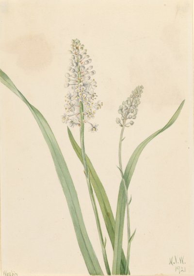 Varjúméreg (Chrosperma muscaetoxicum) alkotó: Mary Vaux Walcott