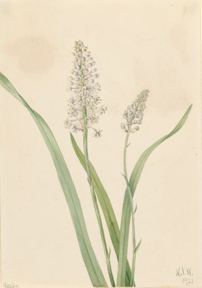Crowpoison Chrosperma muscaetoxicum, 1921. alkotó: Mary Vaux Walcott