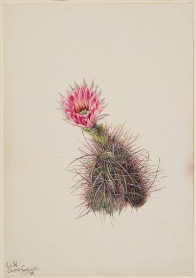 Uborka kaktusz, 1939. alkotó: Mary Vaux Walcott