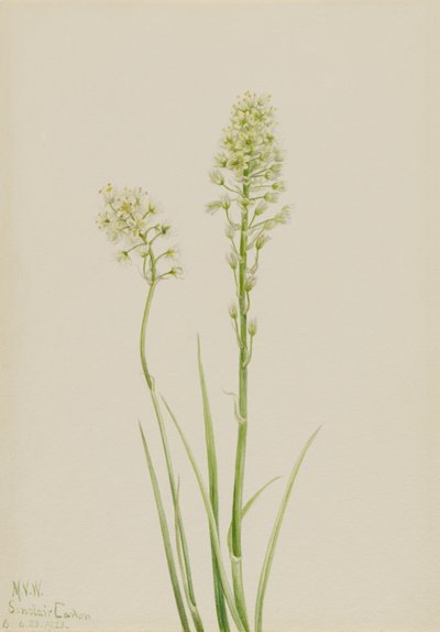Halál Kamasz (Zygadenus venenosus) alkotó: Mary Vaux Walcott