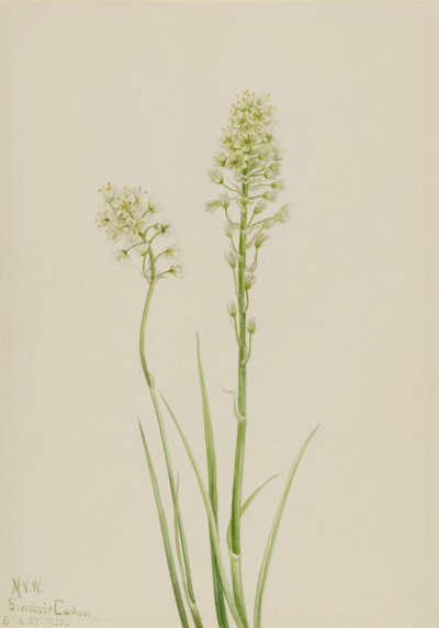 Halál Camas Zygadenus venenosus, 1923 alkotó: Mary Vaux Walcott