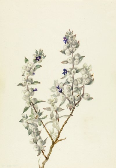 Halál-völgyi zsálya (Salvia funerea) alkotó: Mary Vaux Walcott