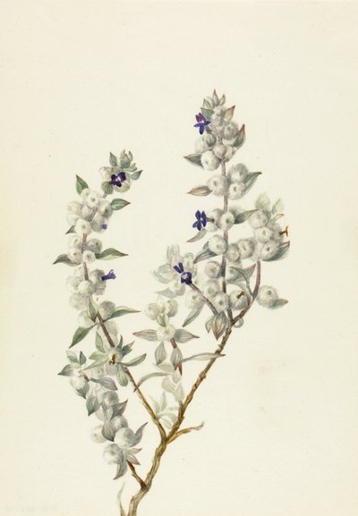 Halálvölgyi zsálya Salvia funerea, kb. 1930-as évek eleje. alkotó: Mary Vaux Walcott