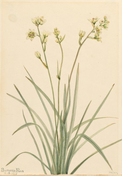 Halálkamra (Zygadenus elegans) alkotó: Mary Vaux Walcott