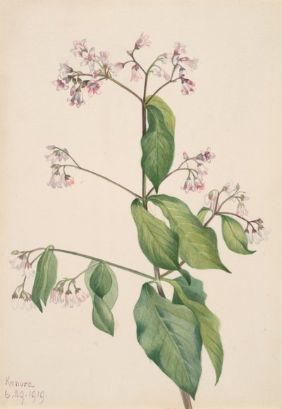 Dogbane Apocyum androsaemfolium, 1919. alkotó: Mary Vaux Walcott
