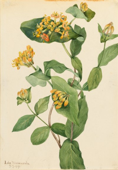 Douglas lonc (Lonicera glaucescens) alkotó: Mary Vaux Walcott