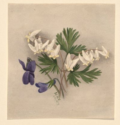 Holland nadrág (Bikukulla cucullaria) alkotó: Mary Vaux Walcott