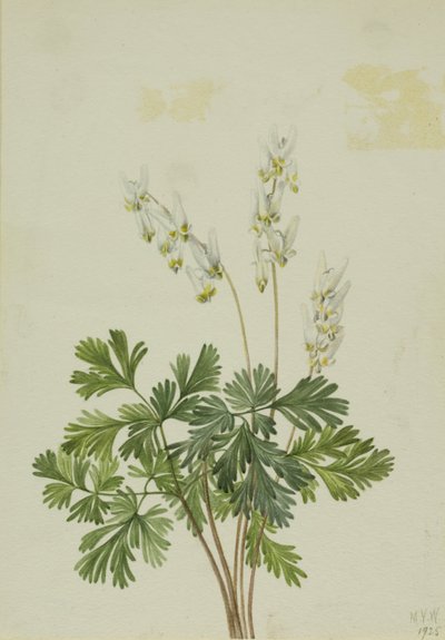 Hollandiabogár (Bikukulla cucullaria) alkotó: Mary Vaux Walcott