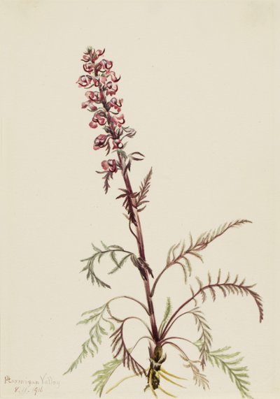 Elefántfejű (Pedicularis groenlandica) alkotó: Mary Vaux Walcott