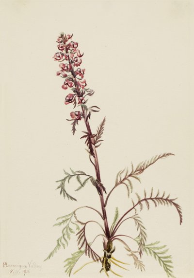 Elefántfej Pedicularis groenlandica, 1916 alkotó: Mary Vaux Walcott