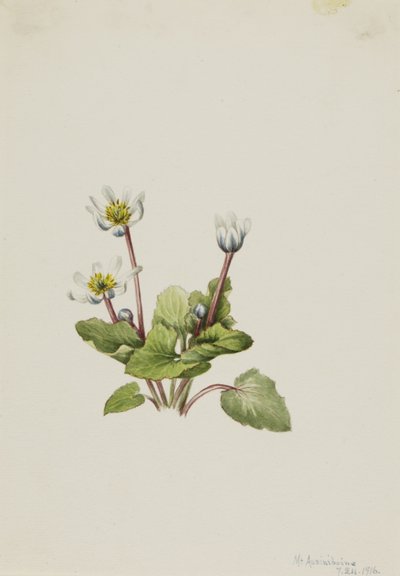 Elkslip (Caltha leptosepala) alkotó: Mary Vaux Walcott