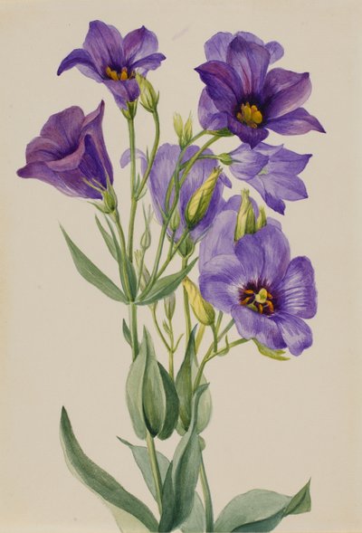 Eustoma russelianum, kb. 1930-as évek eleje. alkotó: Mary Vaux Walcott
