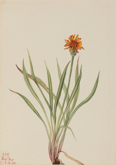 Hamis pitypang Agoseris aurantiaca, 1921. alkotó: Mary Vaux Walcott