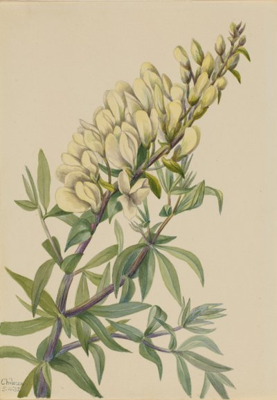 Hamis indigó (Baptista bructeata) alkotó: Mary Vaux Walcott