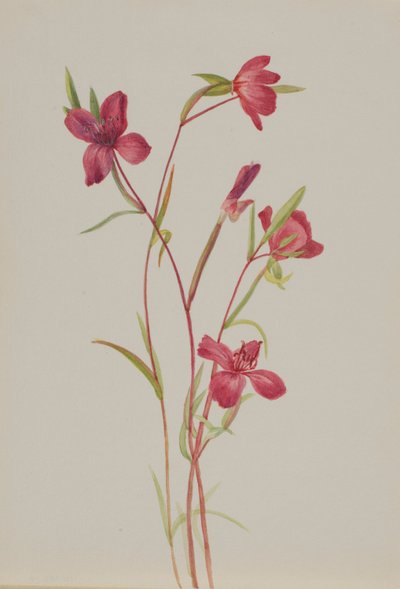 Búcsú a tavasztól (Godetia amoena lilja) alkotó: Mary Vaux Walcott