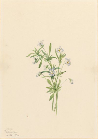 Mezei ibolya (Viola rafinesquii) alkotó: Mary Vaux Walcott
