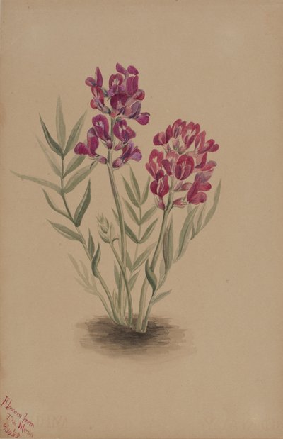 Virágok a Mesából, 1883. alkotó: Mary Vaux Walcott