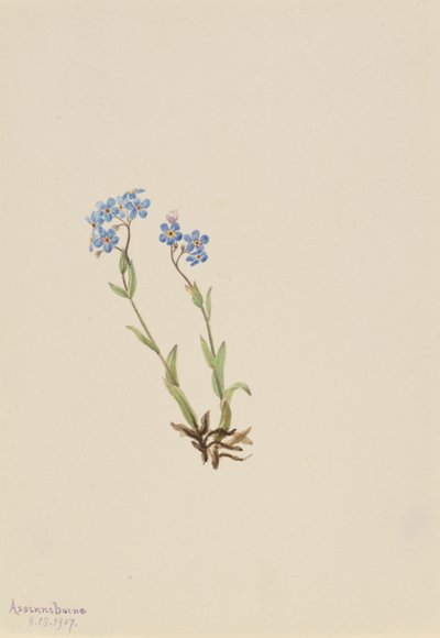 Felejtsd el (Myosotis alpestris) alkotó: Mary Vaux Walcott