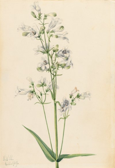 Foxglove Penstemon Penstemon digitalis, 1919. alkotó: Mary Vaux Walcott