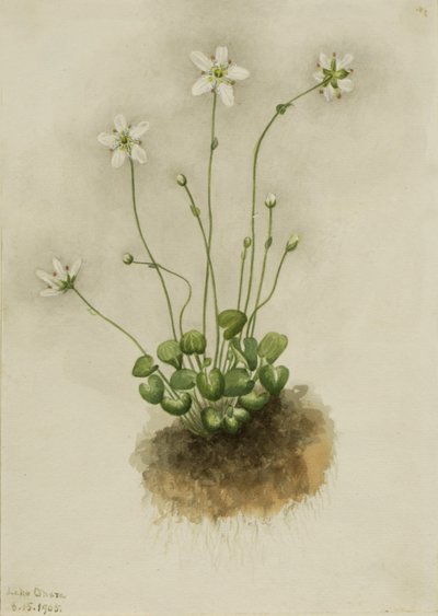 Szegélyes parnasszia (Parnassia fimbriata) alkotó: Mary Vaux Walcott