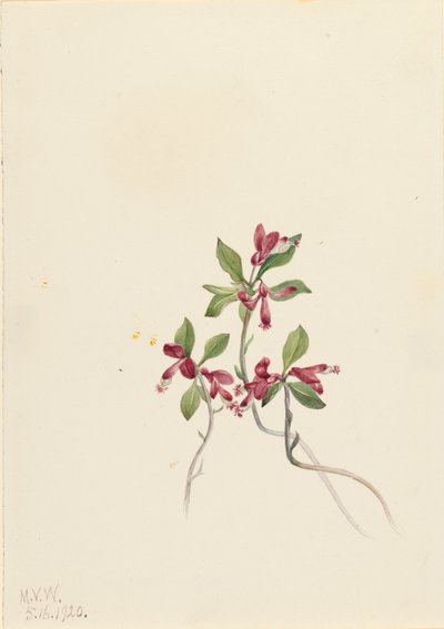 Rojtos Polygala Polygala paucifolia, 1920. alkotó: Mary Vaux Walcott