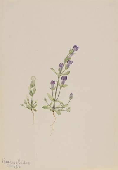 Gentiana propingua alkotó: Mary Vaux Walcott