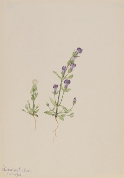 Gentiana propingua, 1916 alkotó: Mary Vaux Walcott