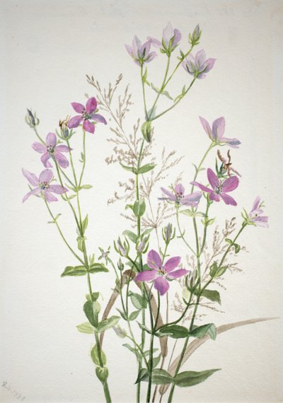 Gentianacease sabbalia angularis, 1880. alkotó: Mary Vaux Walcott