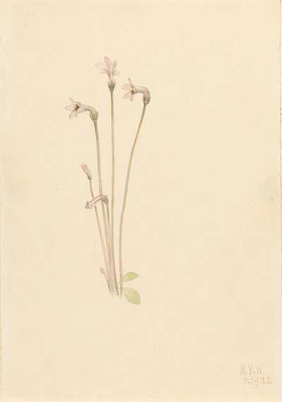 Thalesia uniflora szellemcső, 1920. alkotó: Mary Vaux Walcott
