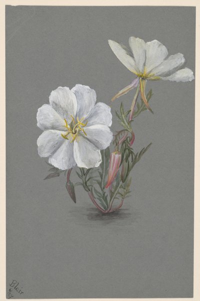 Óriás Helleborine (Epipactia gigantea) alkotó: Mary Vaux Walcott