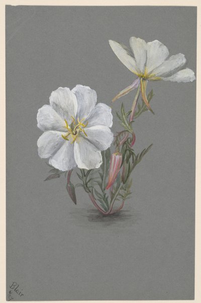 Óriás Helleborine Epipactis gigantea, kb. 1880. alkotó: Mary Vaux Walcott