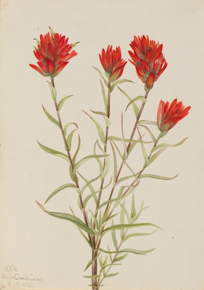 Óriás vörös ecset Castilleja miniata, 1921. alkotó: Mary Vaux Walcott