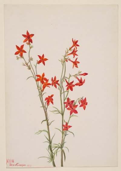 Gilia arizonica alkotó: Mary Vaux Walcott