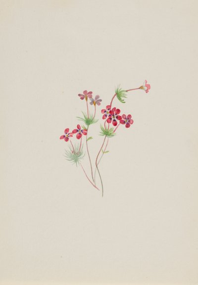 Gilia linanthus parviflorus alkotó: Mary Vaux Walcott