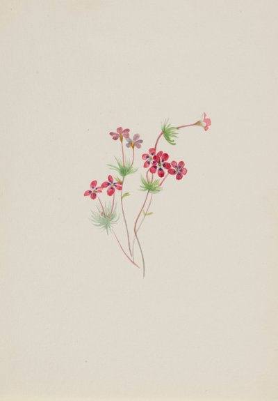 Gilia linanthus parviflorus, kb. 1900-1930. alkotó: Mary Vaux Walcott